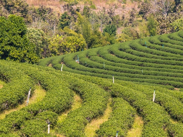Choui Fong Plantage - Mae Chan- Thailand