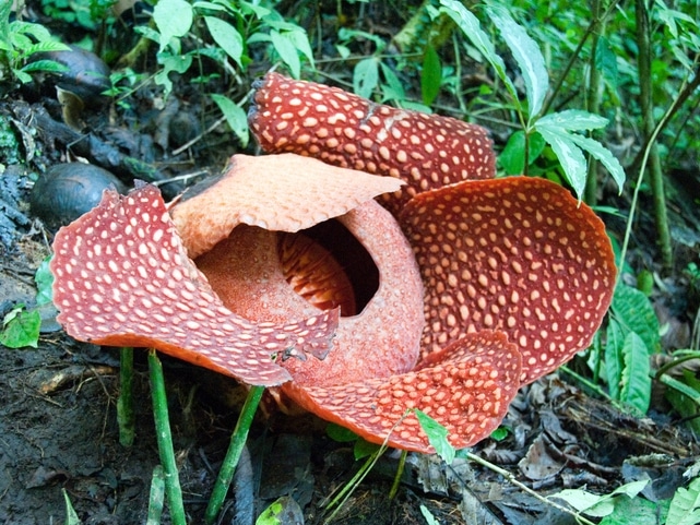 Rafflesia-Blume - Regenwald - Malayisa