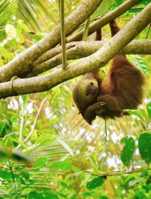 Cahuita National Park