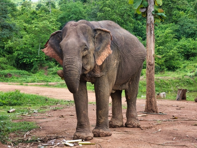 Elefant - Luang Prabang Provinz - Laos