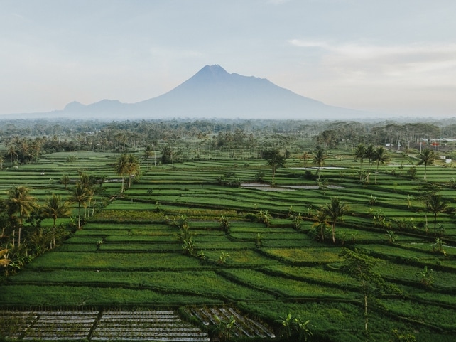Reisterrassen - Java - Indonesien