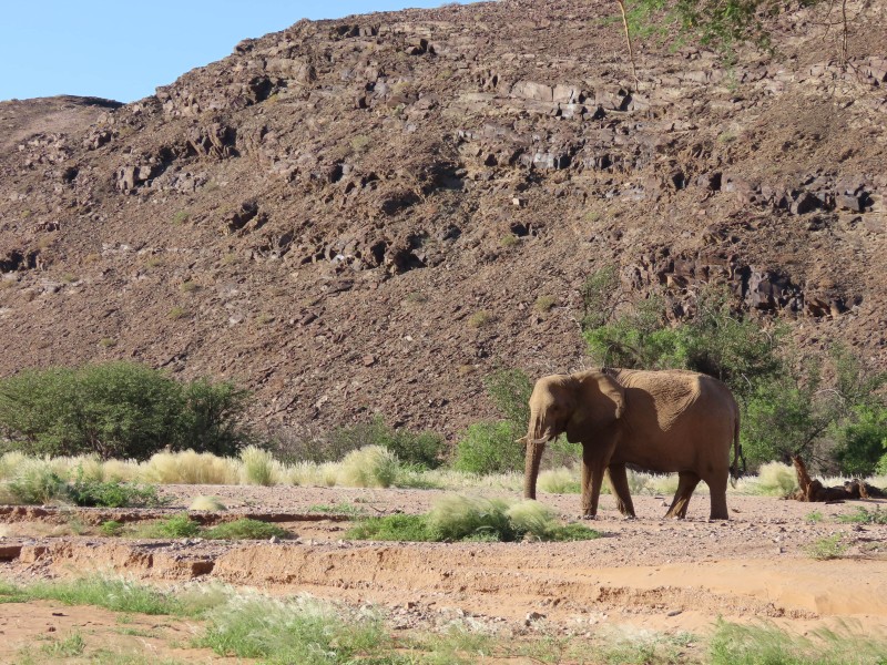 Wüstenelefant - Damaraland - Namibia