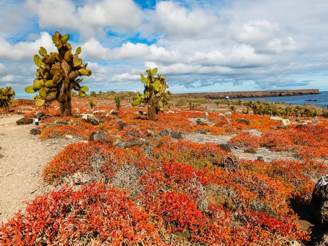 Opuntia-Kaktus - Isla Plaza Sur -Ecuador