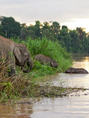 Elefanten - Kinabatangan - Malaysia
