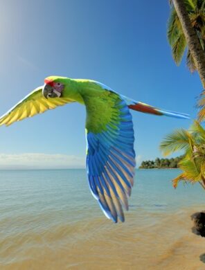Grüne Ara am Strand in Costa Rica