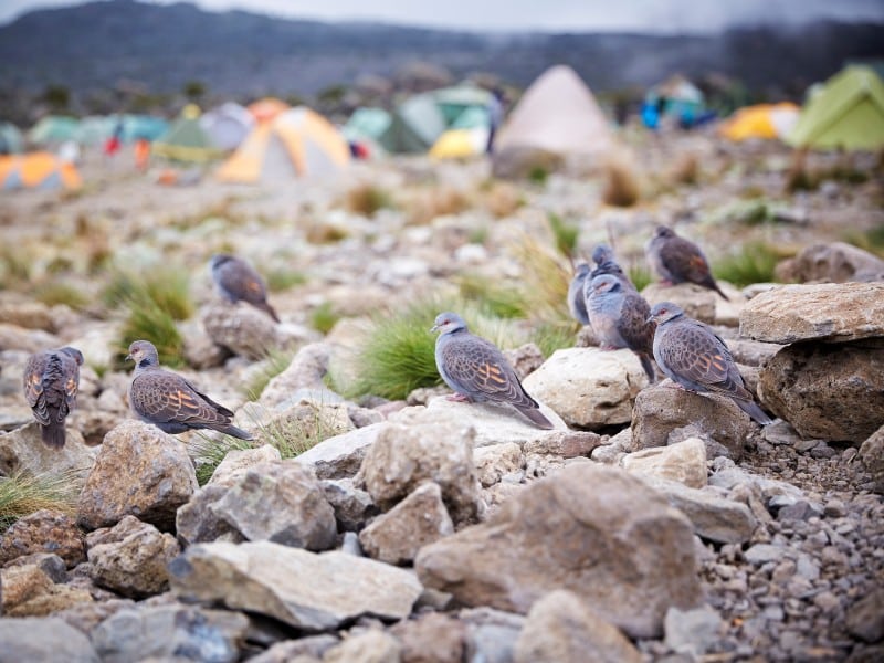 Karanga Tal - Kilimanjaro - Tansania