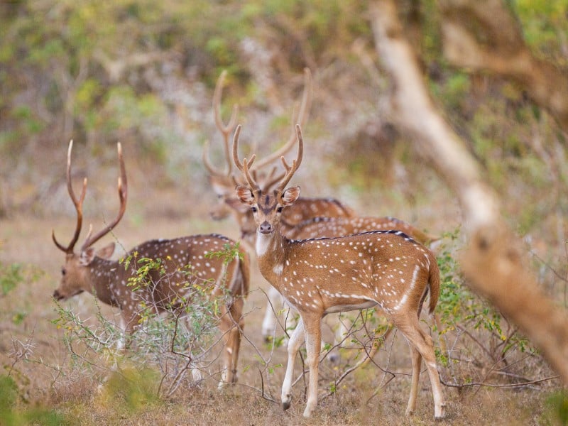 Hirsche - Yala NP - Sri Lanka