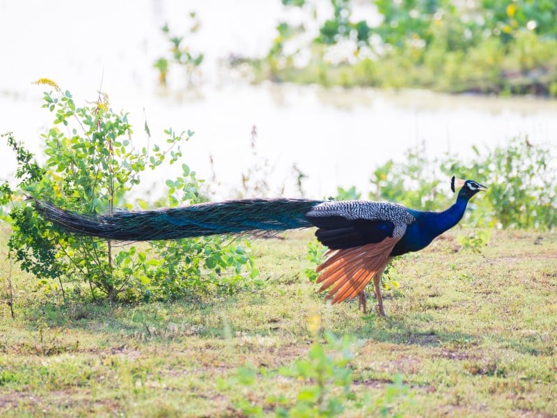Wilde Pfau-Udawalawe NP-Sri Lanka