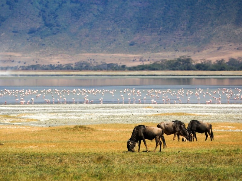 Wildtiere - Ngorongoro - Tansania