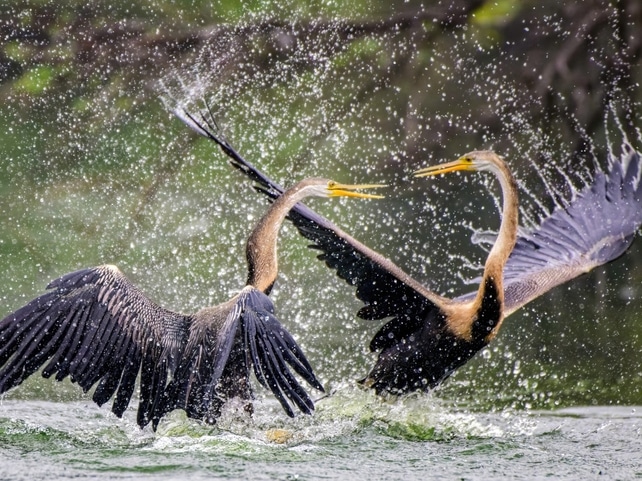 Vögel im See - Bharatpur - Indien