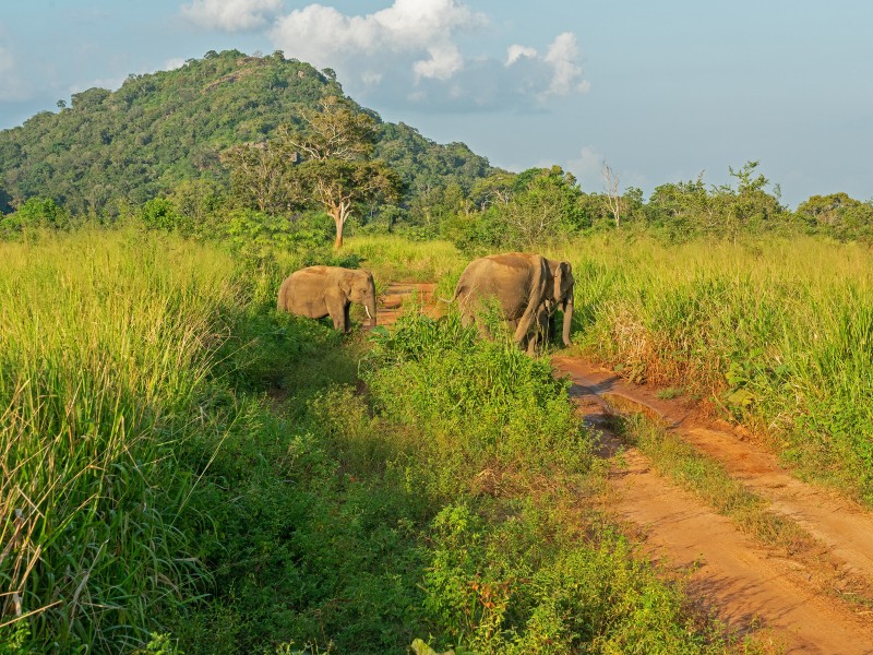 Elefanten-Habarana NP-Sri Lanka