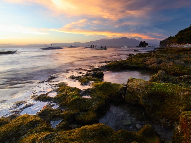 Steinküste - Apo Island - Philippinen