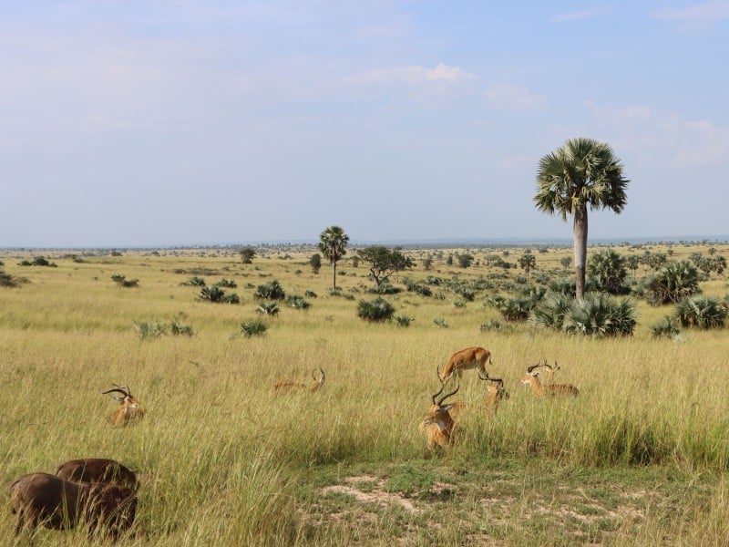 Antilopen - Murchison Falls - Uganda
