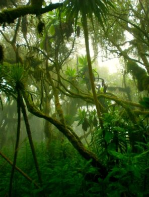Regenwald - Ruwenzori-Gebirge - Uganda