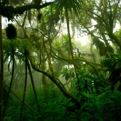 Regenwald - Ruwenzori-Gebirge - Uganda