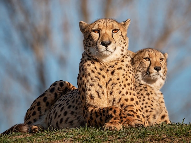 Geparde - Kenia
