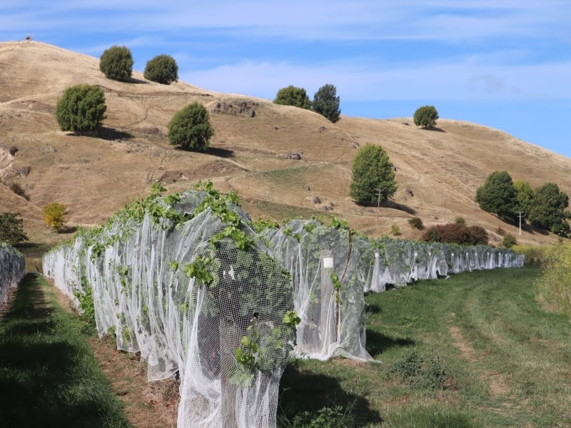 Vineyards in Napier