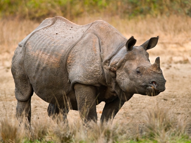 Indisches Nashorn - Jaldapara - Indien
