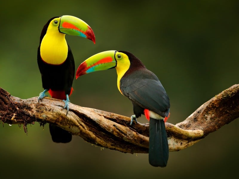 Zwei Tukane - Costa Rica