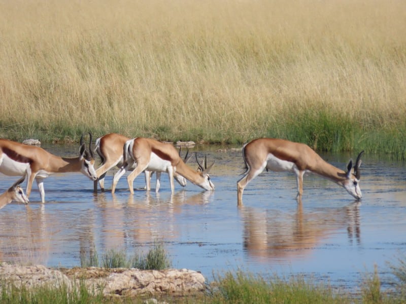 Springböcke - Etosha - Namibia