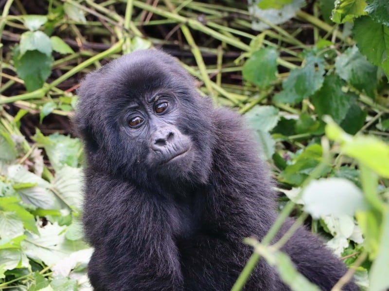 Natürlich erleben – Berggorillas hautnah
