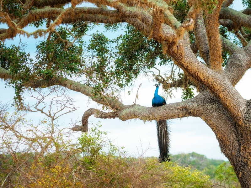 Schöner Pfau auf dem Baum - Sri Lanka