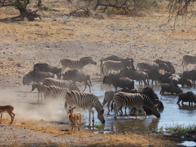 Gnus & Zebras - Onguma - Namibia