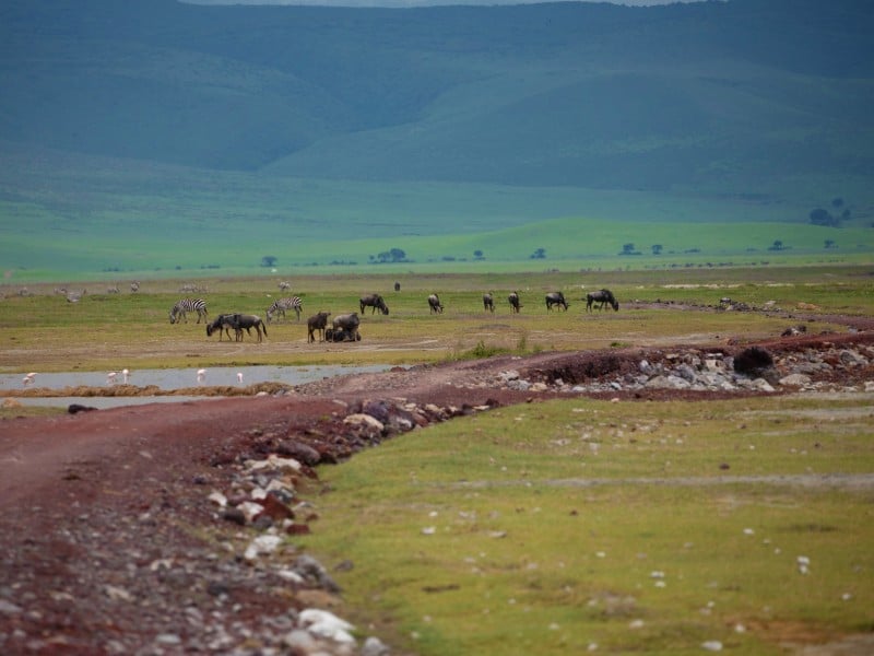 Wilde Tiere - Ngorongoro NP - Tansania