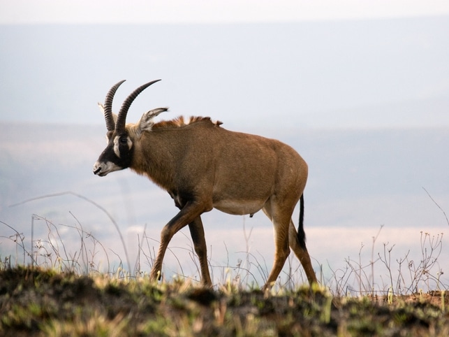 Antilope - Nyika-Plateau - Malawi