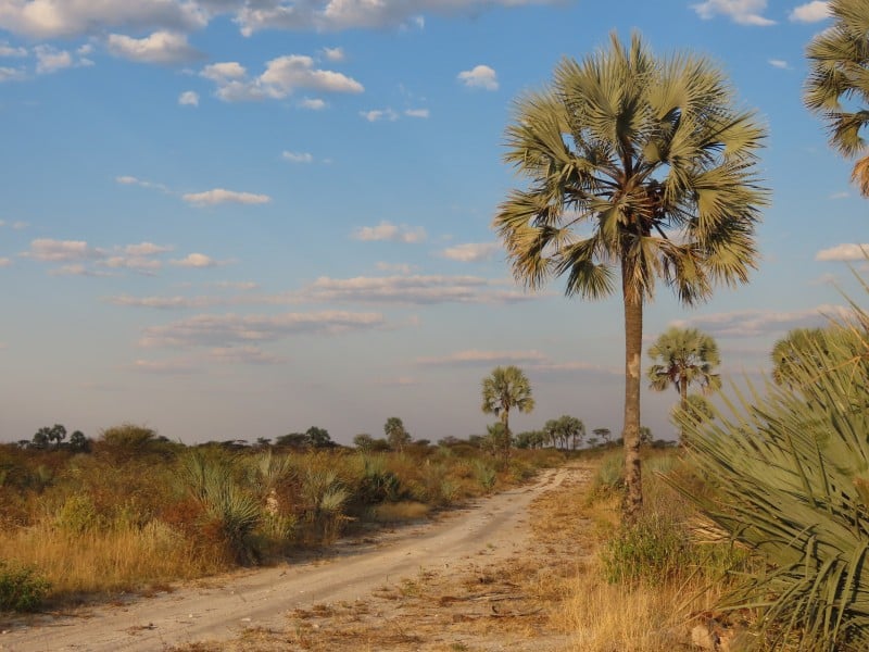 Landschaft - Onguma - Namibia