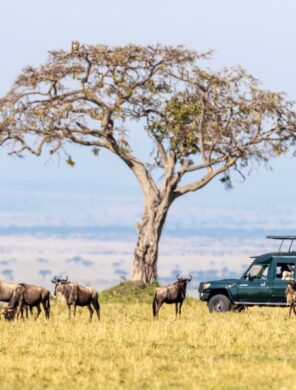 Gnus bei Safari - Masai Mara - Kenia