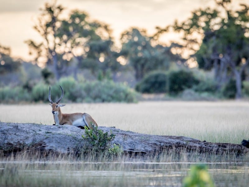 Lechwe - Okavango Delta - Botswana