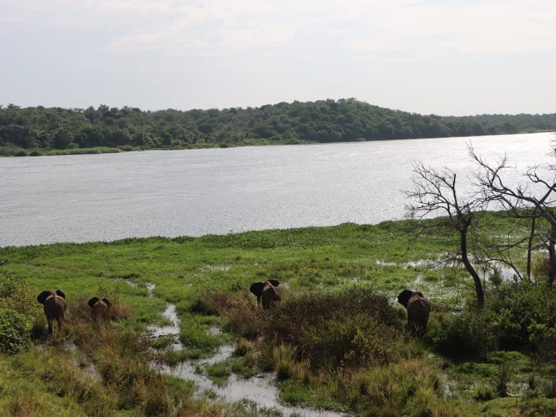 Elefant - Nil & Murchison Falls - Uganda