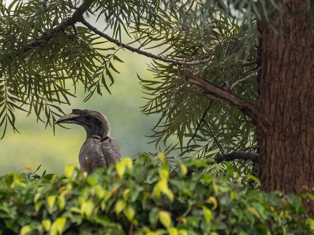 Grauhornvogel - Jawai - Indien