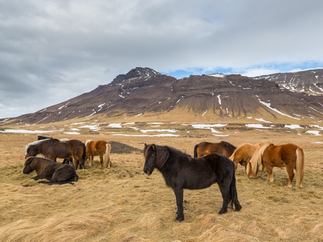 Islandpferde vor Berglandschaft - Island