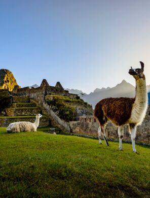Lamas - Machu Picchu - Peru