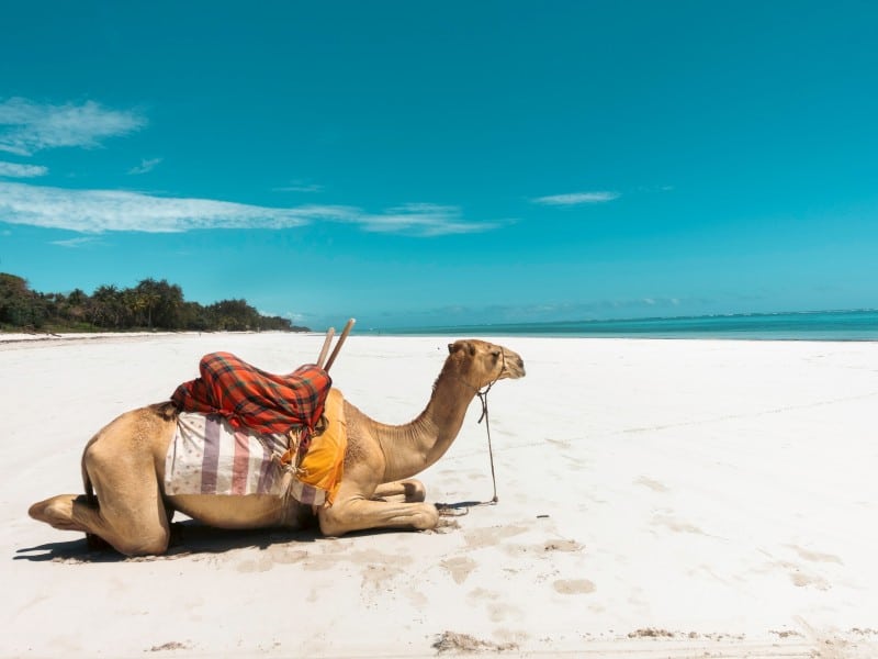 Kamel - Diani Beach - Kenia