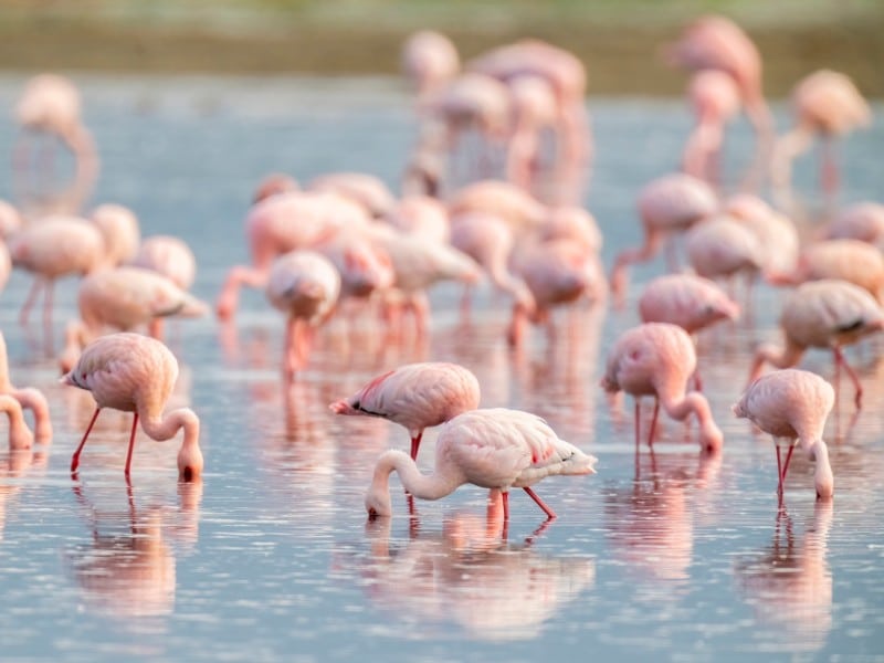 Bunte Flamingos - Ngorongoro - Tansania