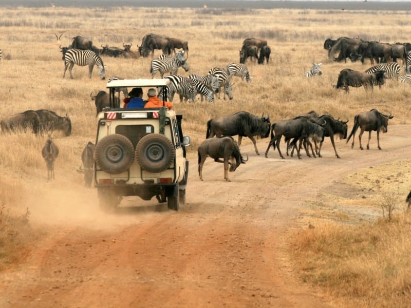 Gnus bei Safari - Tansania