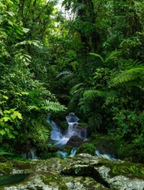 Regenwald Costa Rica