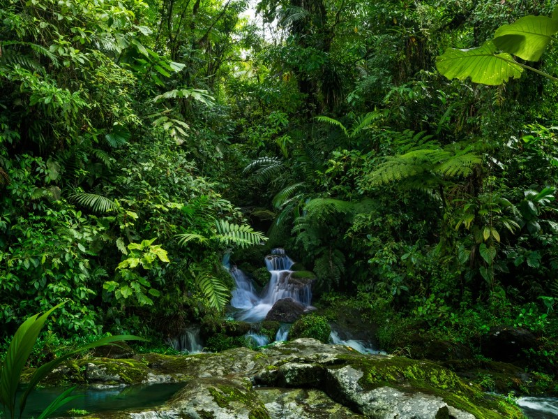 Regenwald Costa Rica