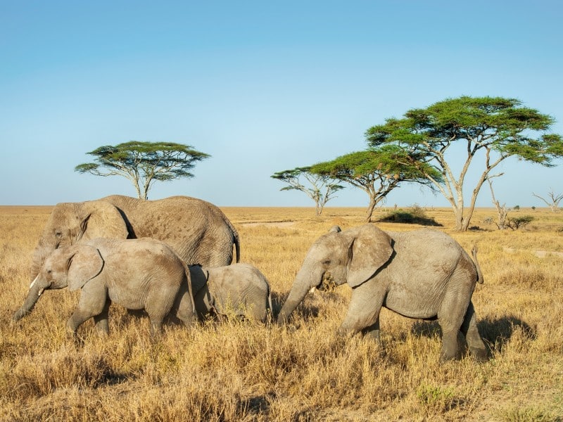 Elefanten - Serengeti - Tansania