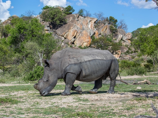 Weißes Nashorn - Matobo NP - Simbabwe