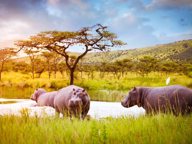 Hippos, Akagera Nationalpark