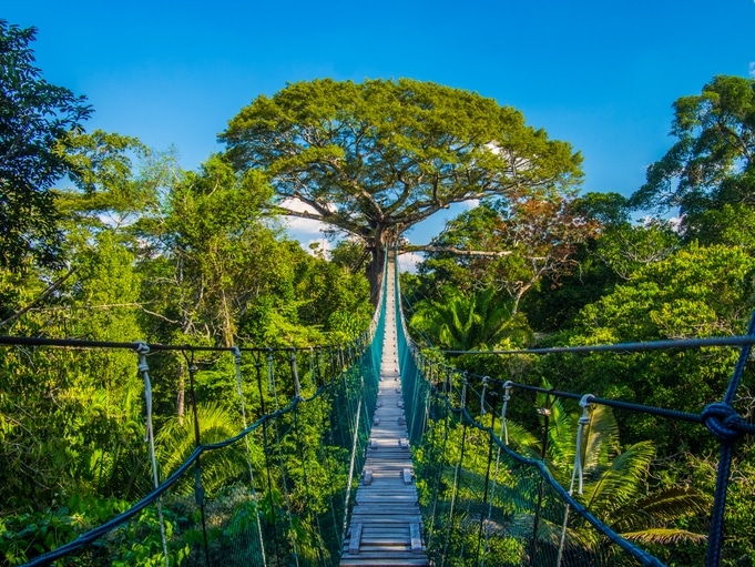 Hängebrücke - Tambopata NR - Peru