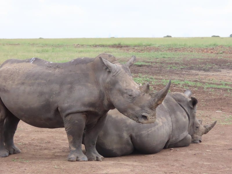 Nashörner - Nairobi - Kenia
