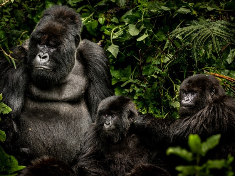 Natürlich erleben – Gorilla-Tracking in Ruanda