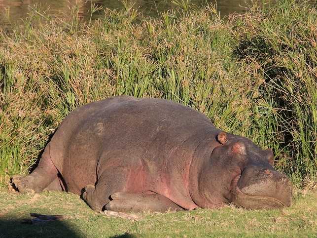 Botlierskop-Little Brak River-Südafrika