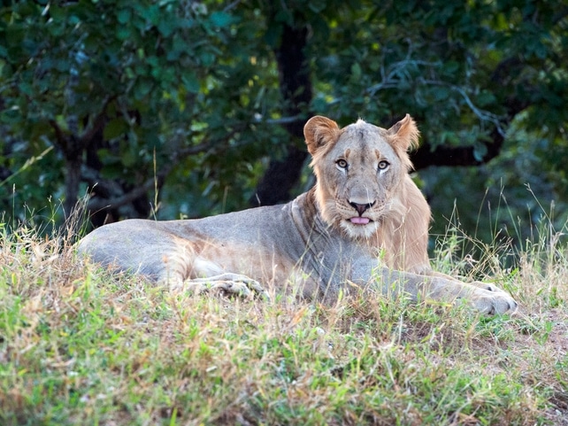Löwin - Majete Wildlife Reserve - Malawi
