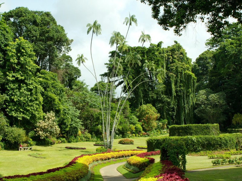Botanical Gärten-Kandy-Sri Lanka
